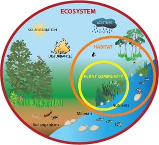 Ecosystem Overview